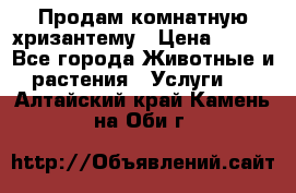 Продам комнатную хризантему › Цена ­ 250 - Все города Животные и растения » Услуги   . Алтайский край,Камень-на-Оби г.